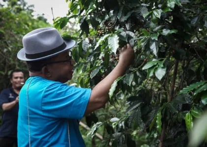 Festival Kopi Lembah Colol