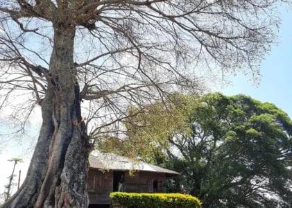 Tatap Nanar Seorang Mama