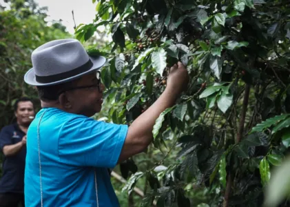 Festival Kopi Lembah Colol